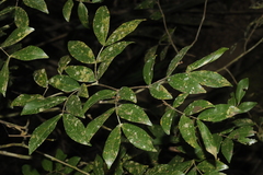 Cynometra beddomei